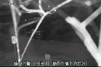 藤の木橋 のカメラ画像