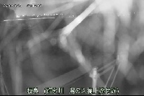 板鼻 のカメラ画像