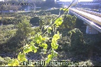 鮎川 のカメラ画像
